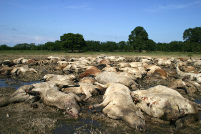 ©Saúl López/CUARTOSCURO.COM Más de  150 vacas se ahogaron en el rancho Los Leones, debido a las fuertes lluvias que han provocado inundaciones severas. Las perdidas de ganado son visibles  en zonas donde el nivel del agua ha bajado. Villahermosa, Tabasco; 8 de  noviembre, 2007