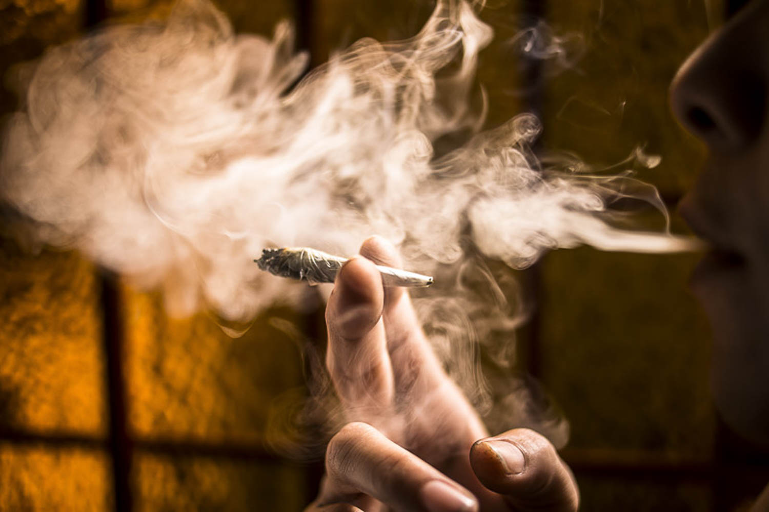 CULIACÁN, SINALOA, 03NOVIEMBRE2015.- El uso de la marihuana se hace cada vez más presente en la sociedad, es por eso que se establece un debate para su legalización y para usos medicinales. El día de mañana la Suprema Corte de Justicia de la Nación, debatirá sobre su consumo en ciertas situaciones.
Foto: Rashide Frías /Cuartoscuro.com