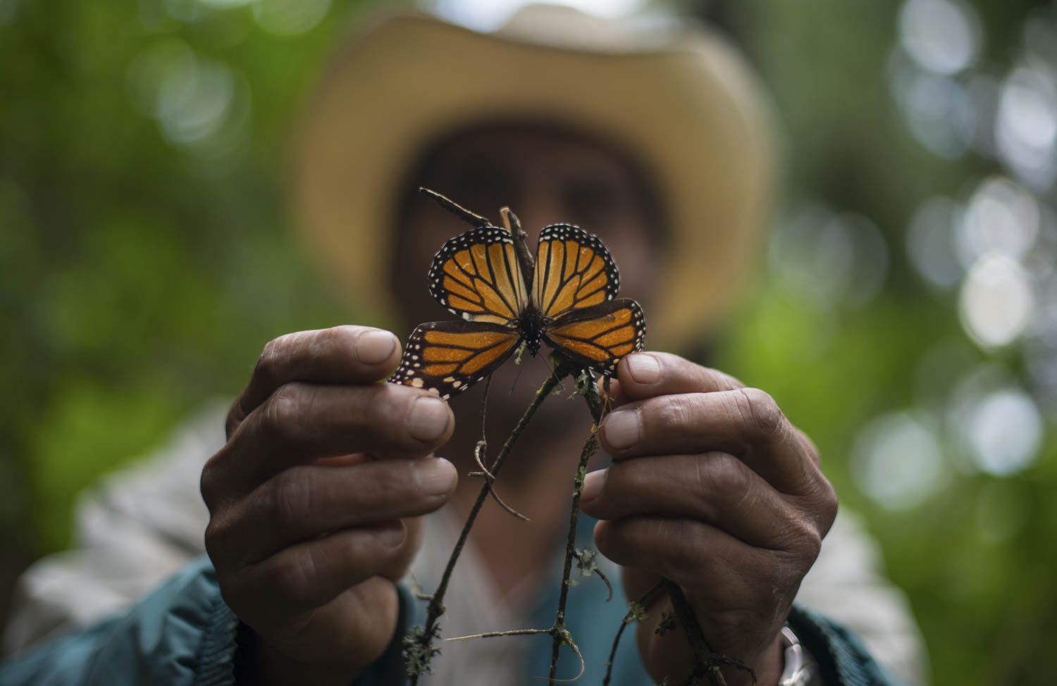 TEMASCALTEPEC, ESTADO DE MÉXICO, 12NOVIEMBRE2015.- En el santuario de Piedra Herrada, se pueden observar las primeras colonias de mariposa monarca, que llegan de su migración por el norte de América para hibernar en los bosques de Michoacán y Estado de México.
Foto: Adolfo Vladimir /Cuartoscuro.com
