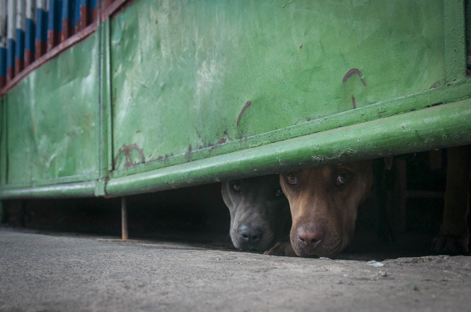 MÉXICO, D.F., 15MAYO2015.- La mirada tímida de dos perros asomados desde su casa atestiguan el tránsito callejero cotidiano de la delegación Xochimilco.
Foto: Diego Simón Sánchez /Cuartoscuro.com