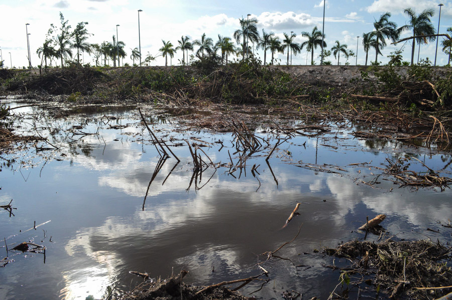 Manglar_Cancu769n-5