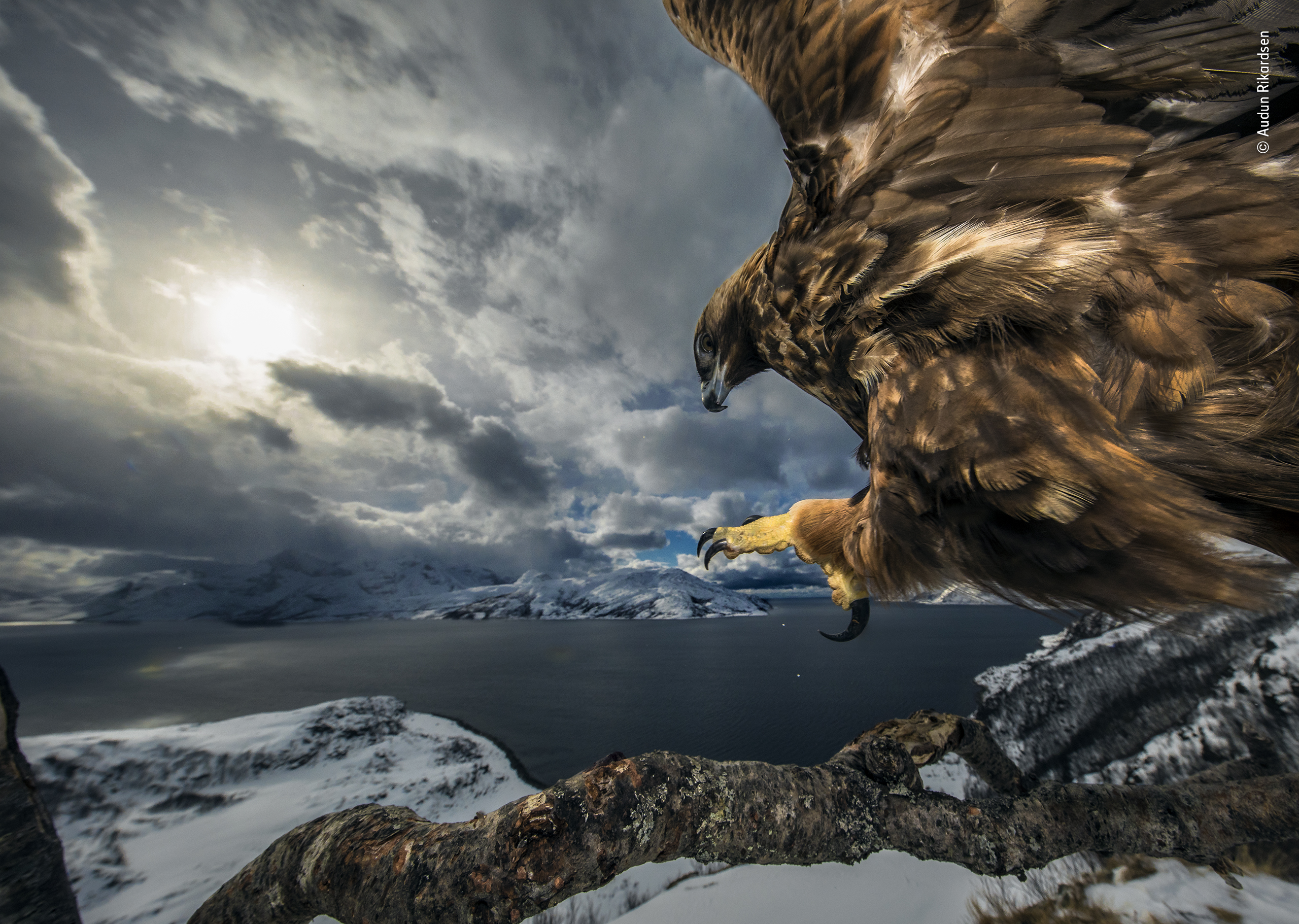© Audun Rikardsen - Wildlife Photographer of the Year